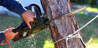 Best Emergency Tree Removal  in Augusta, KS