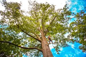 Best Root Management and Removal  in Augusta, KS