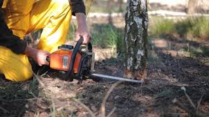 Best Tree Maintenance Programs  in Augusta, KS