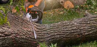Reliable Augusta, KS Tree Removal Solutions