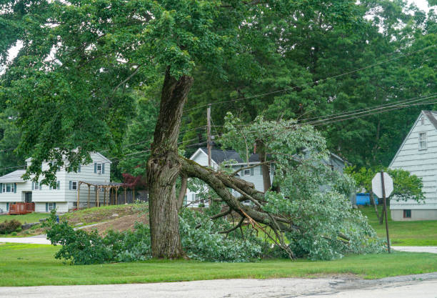 Best Tree and Shrub Care  in Augusta, KS