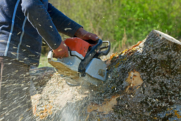 Best Tree Risk Assessment  in Augusta, KS