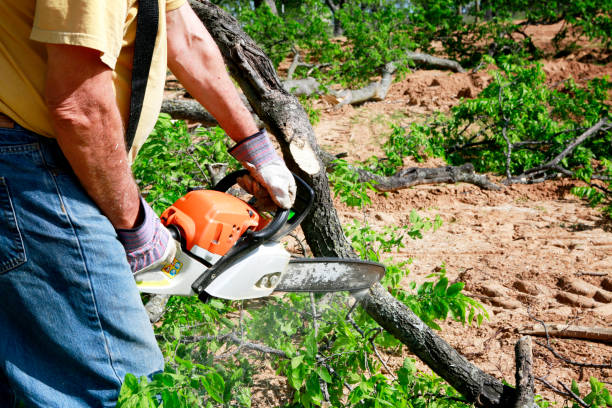 Best Stump Grinding and Removal  in Augusta, KS